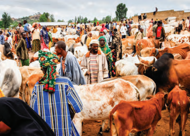 Tinubu Begins Livestock Reforms