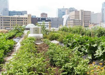 FCT Residents Struggle With Limited Land To Expand Urban Farming