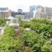 FCT Residents Struggle With Limited Land To Expand Urban Farming