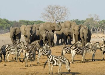 ‘Wildlife Trafficking Threatening Nation’s Natural Heritage’