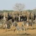 ‘Wildlife Trafficking Threatening Nation’s Natural Heritage’