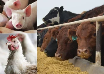 Jega’s Livestock Committee Urges FG To Boost Agriculture Security  