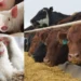 Jega’s Livestock Committee Urges FG To Boost Agriculture Security  