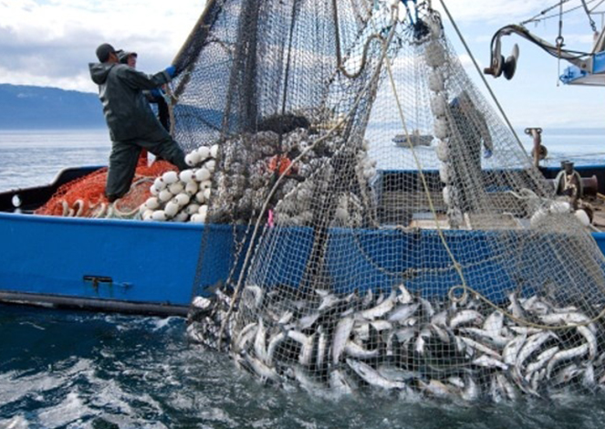 Nigeria To Become Major Exporter Of Fishery, Aquaculture 1 seafood 663x470 1
