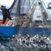 Nigeria To Become Major Exporter Of Fishery, Aquaculture 4 Nigeria To Become Major Exporter Of Fishery, Aquaculture