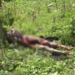 Man Badly Burnt While Vandalising 33KV BEDC Power Cable In Delta 5 electricity vandal