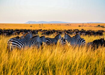 5 Great Places In Tanzania For A Luxury Safari