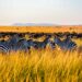 5 Great Places In Tanzania For A Luxury Safari 5 5 Great Places In Tanzania For A Luxury Safari