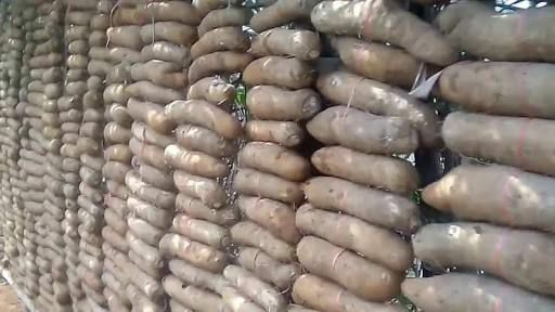 Stakeholders Validate New Quality Standards To Boost Yam Production 1 3 17 2020 10 51 08 AM 9016625