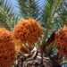 Agency To Procure 5m Date Palm Seedlings In Jigawa 4 Agency To Procure 5m Date Palm Seedlings In Jigawa