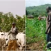 We’ll  Resolve Farmers, Herders’ Conflicts, Reposition Agric  Sector – Minister