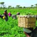 CDI, MSP, Benue Target $70m Revenue From Fodder Production 5 CDI, MSP, Benue Target $70m Revenue From Fodder Production
