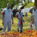 Customs’ Operation Whirlwind Seizes 67,000 Litres Of Petrol Worth N84.8m