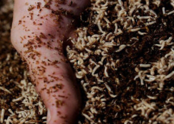 Venturing Into Maggot Farming For Profit
