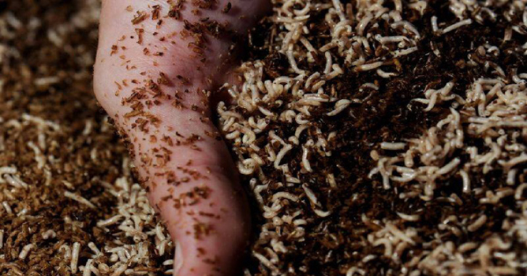 Venturing Into Maggot Farming For Profit 1 Maggot