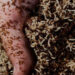 Venturing Into Maggot Farming For Profit 5 Venturing Into Maggot Farming For Profit