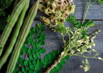 Seven Tips On Health Benefits Of Moringa