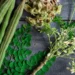 Seven Tips On Health Benefits Of Moringa 5 Seven Tips On Health Benefits Of Moringa