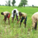 Agricultural Extension Service Bill Scales First Reading