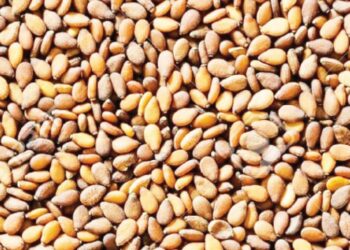 Sesame Production In Kano Increased By 7,000Mtns