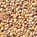 Sesame Production In Kano Increased By 7,000Mtns