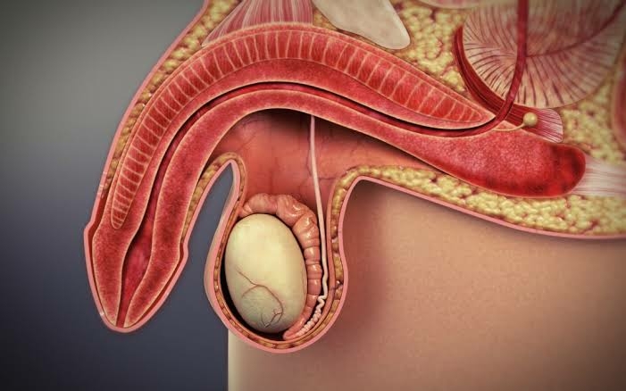 Pharmaceutical Firm Breaks New Ground With Innovative Prostate Treatment 1 WhatsApp Image 2024 11 16 at 14.58.22