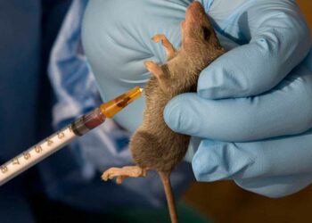 4 Die Of Lassa Fever As Oyo Govt Shuts Health Facility