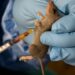 4 Die Of Lassa Fever As Oyo Govt Shuts Health Facility