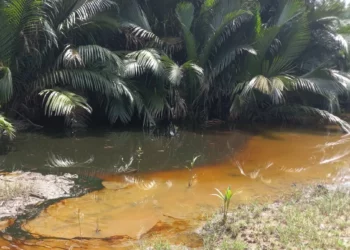 Oil Spill From Ruptured NNPCL Pipeline Devastates Rivers Communities