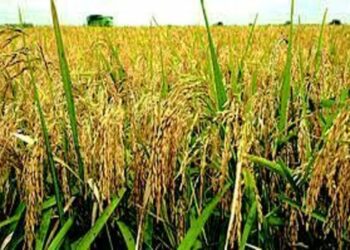 Thieves Cart Away Rice Paddies From Nasarawa Gov’t Farm