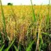 Thieves Cart Away Rice Paddies From Nasarawa Gov’t Farm 5 Thieves Cart Away Rice Paddies From Nasarawa Gov’t Farm