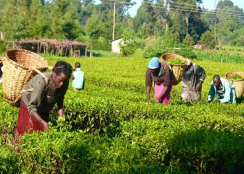 SWOFON, ActionAid Decry Nigeria’s N3.5trn Post-harvest Losses