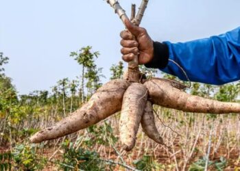 Agbeyewa Farms Hosts USAID, Unveils Blueprint To Transform Cassava Farming