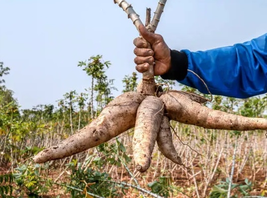 Cassava farming
