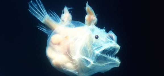 Seven Tips On Animals That Glow In The Dark 1 Fish