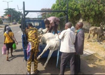 Herdsman Bags 5-yr Imprisonment For Open Grazing In Oyo