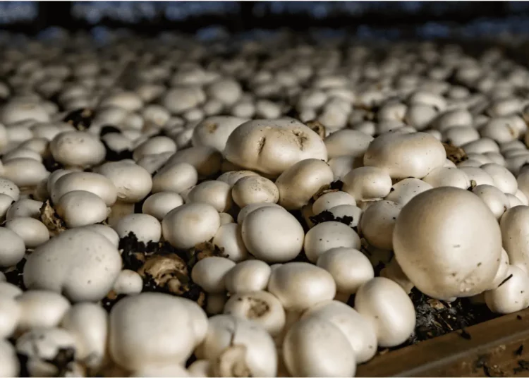 Mushroom Farming