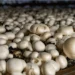 Making Profit With Indoor Mushroom Farming 5 Making Profit With Indoor Mushroom Farming