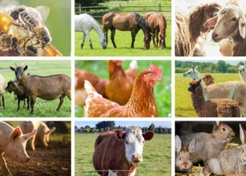 FIRS Trains Ondo  Youths On Livestock Farming