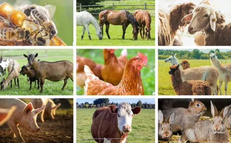 Livestock Farming