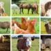 FIRS Trains Ondo  Youths On Livestock Farming