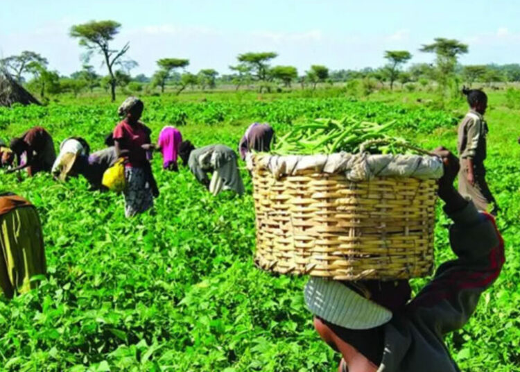 Kano Farmer Groups Benefit From Empowerment