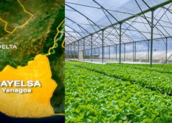 Bayelsa Youths Trained In Hydroponics
