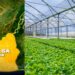 Bayelsa Youths Trained In Hydroponics