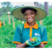 Ibrahim: Leveraging Tech, Innovation For High-Quality Produce In Farming 5 Ibrahim: Leveraging Tech, Innovation For High-Quality Produce In Farming