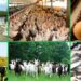 Minister Pledges Support For Adamawa’s Livestock Development 5 Minister Pledges Support For Adamawa’s Livestock Development
