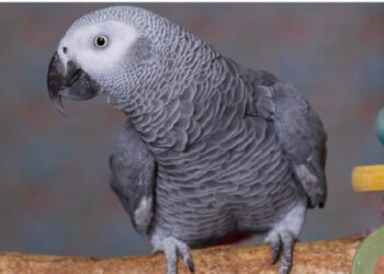 Seven Tips On Animals That Can Mimic Human Soundstories