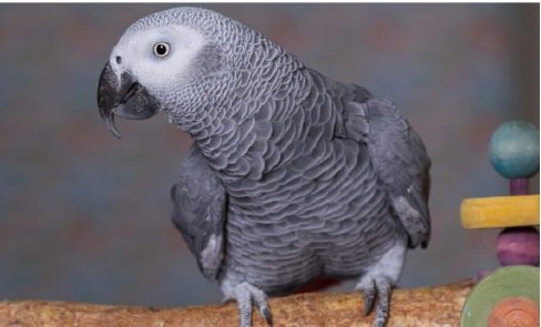 Seven Tips On Animals That Can Mimic Human Soundstories 1 parrot