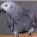 Seven Tips On Animals That Can Mimic Human Soundstories