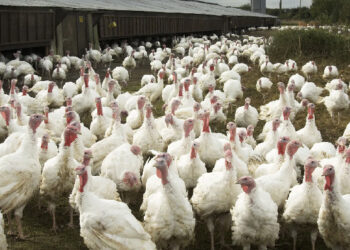 Investing In Turkey, Chicken Sales For Christmas